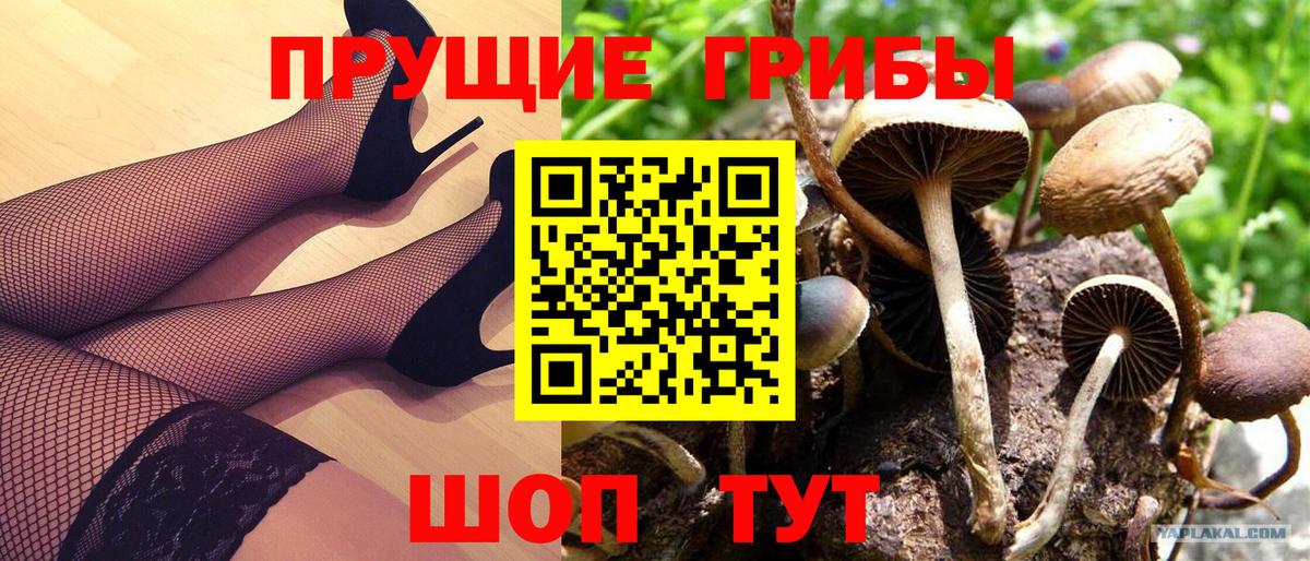 Галлюциногенные грибы Psilocybine cubensis Пушкино